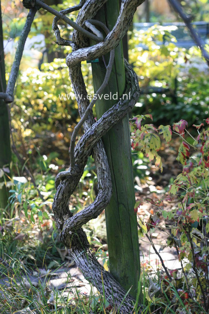 Actinidia deliciosa 'Hayward'