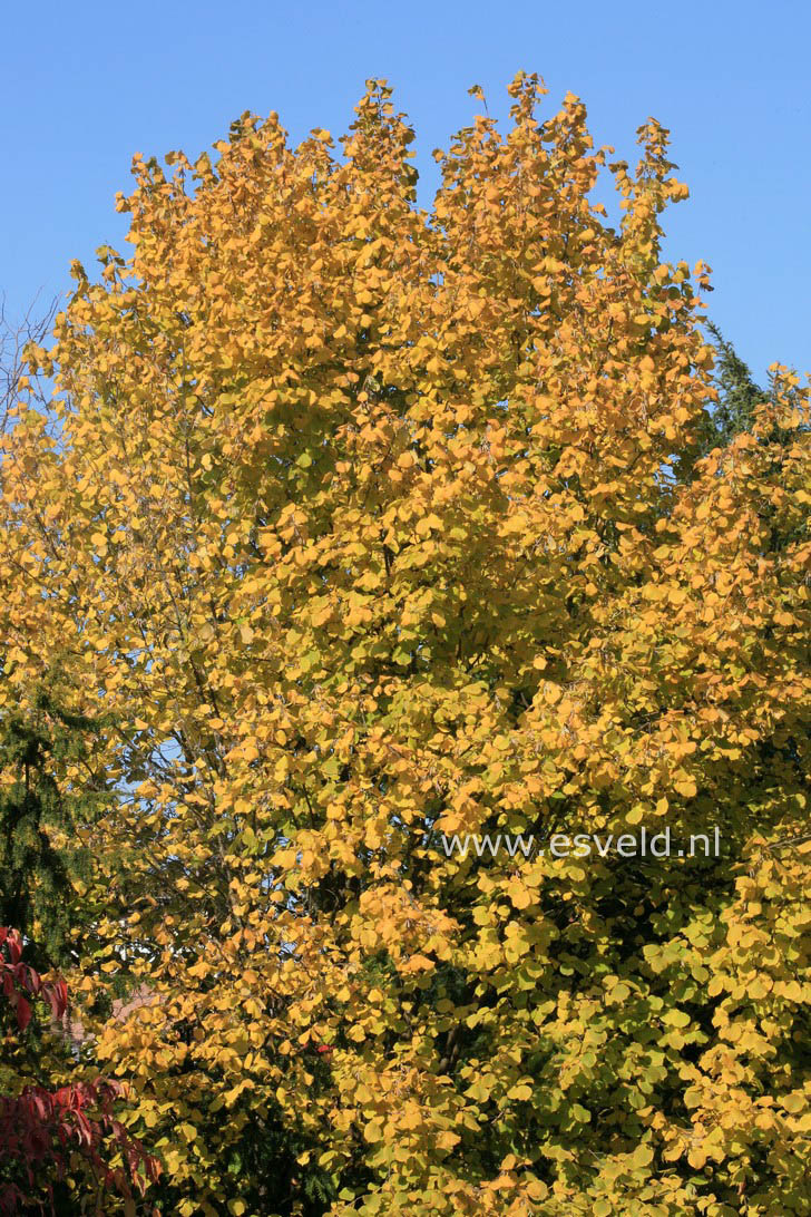 Corylus avellana