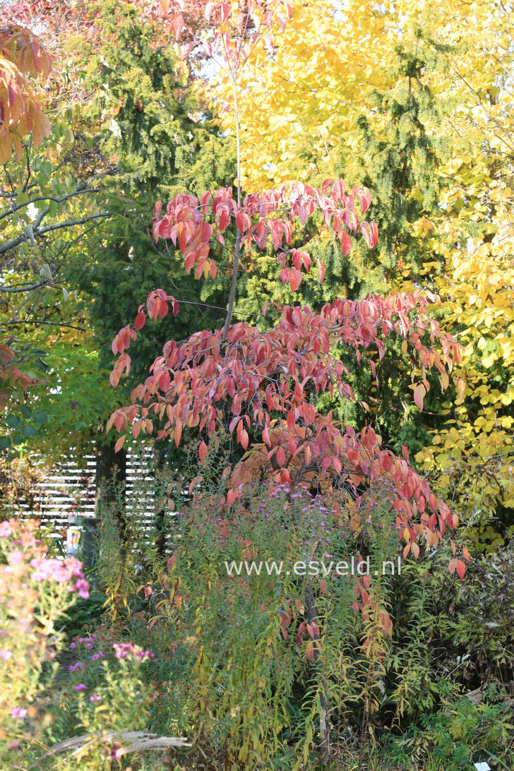 Cornus 'Eddie's White Wonder'