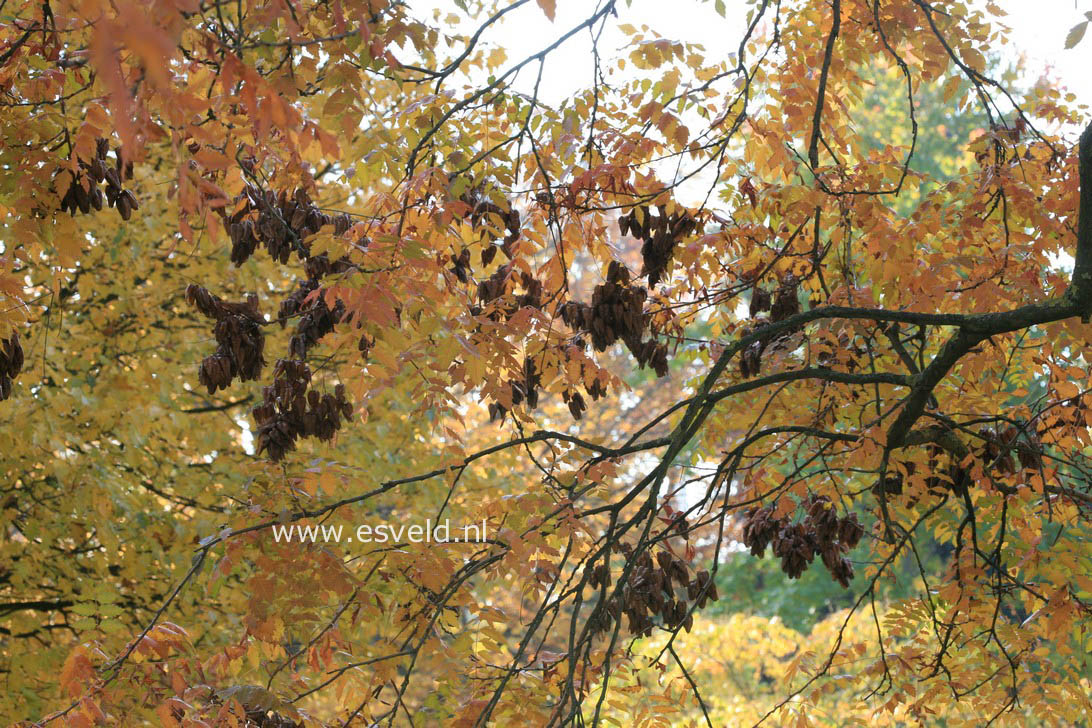 Koelreuteria paniculata