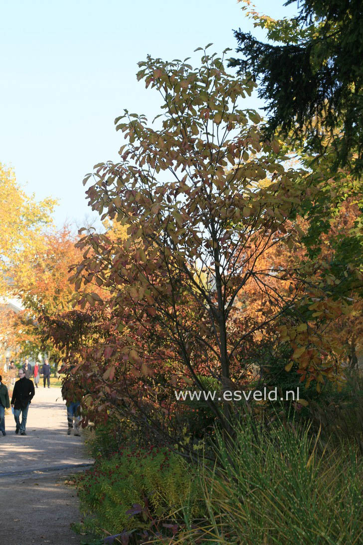 Cornus nuttallii 'Monarch'