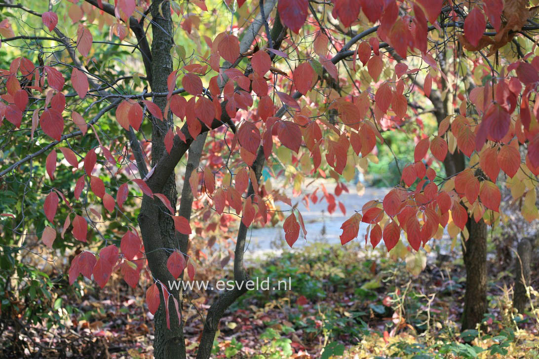 Cornus florida