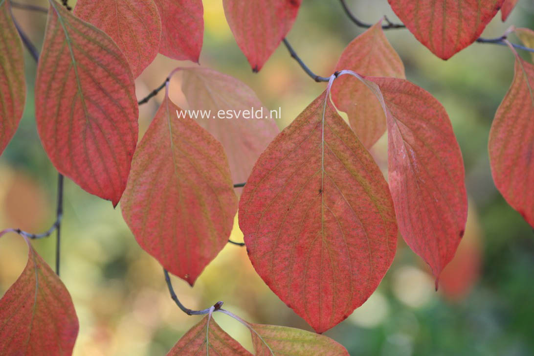 Cornus florida