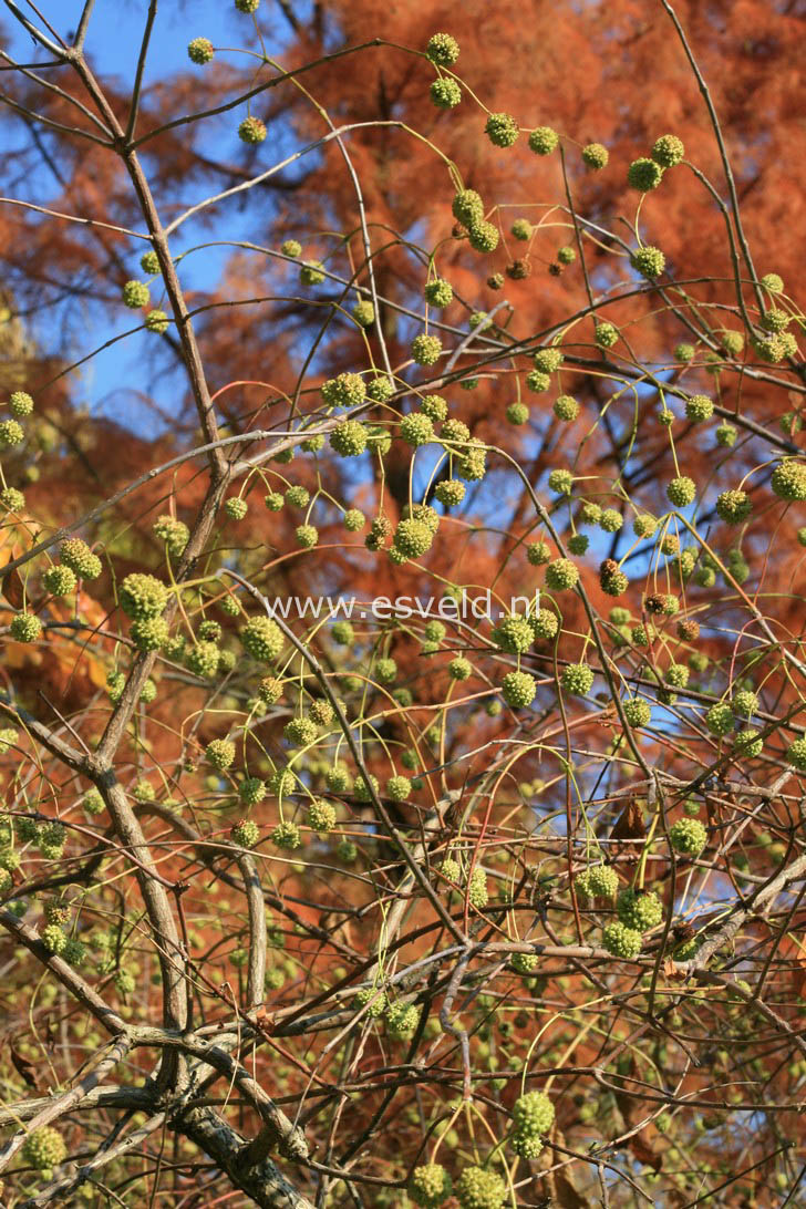 Cephalanthus occidentalis