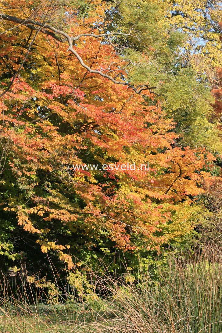 Parrotia persica