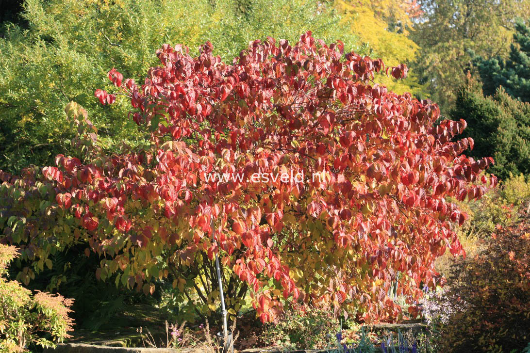 Stachyurus praecox