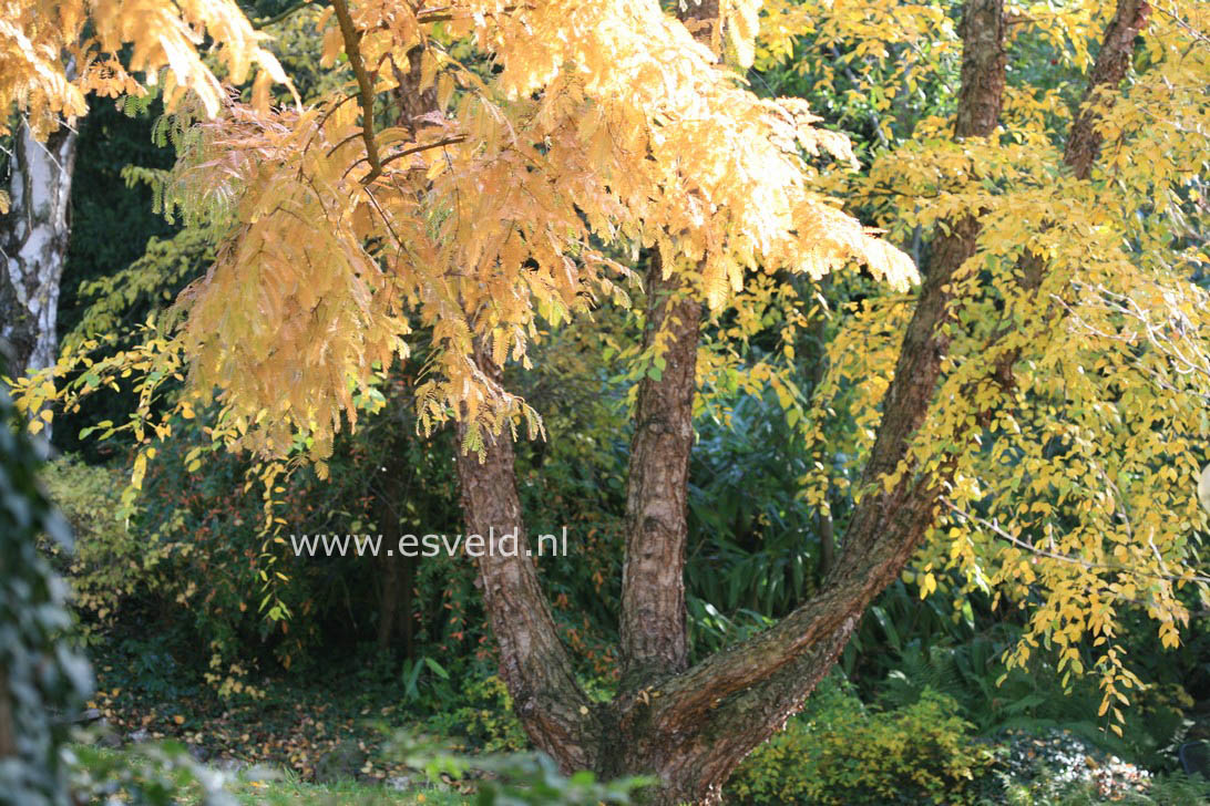 Betula nigra