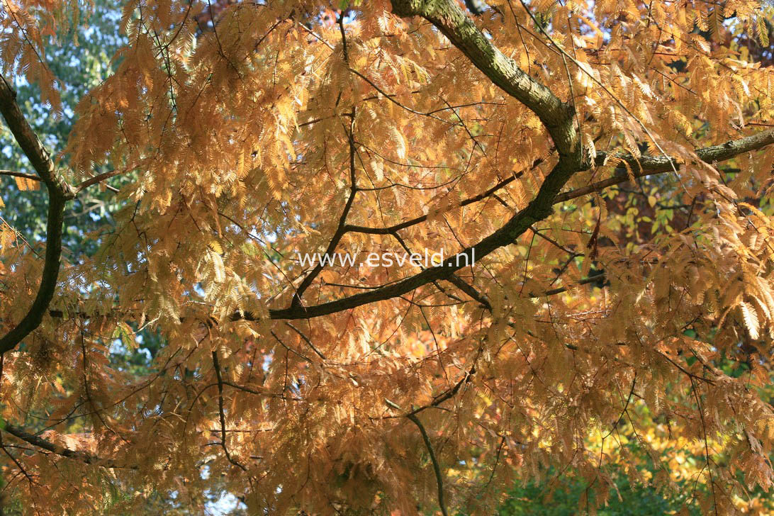 Metasequoia glyptostroboides