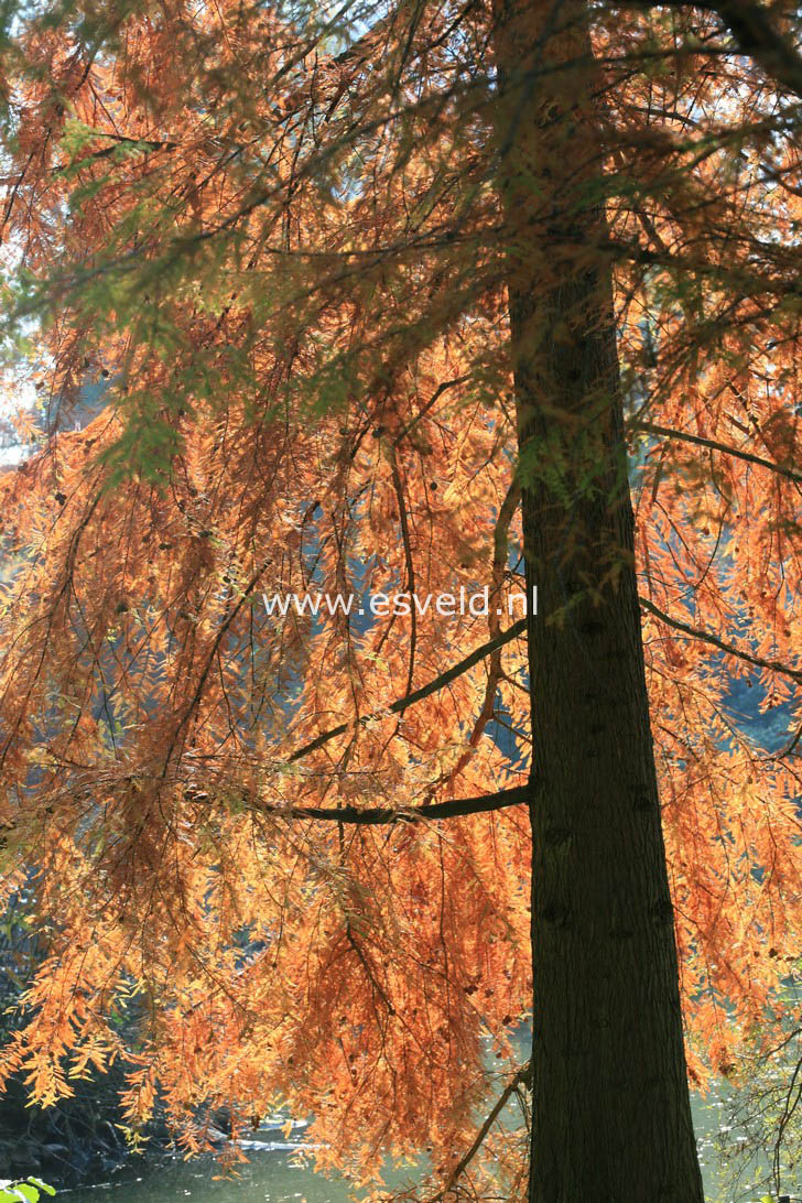 Taxodium distichum