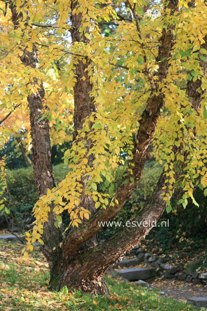 Betula nigra