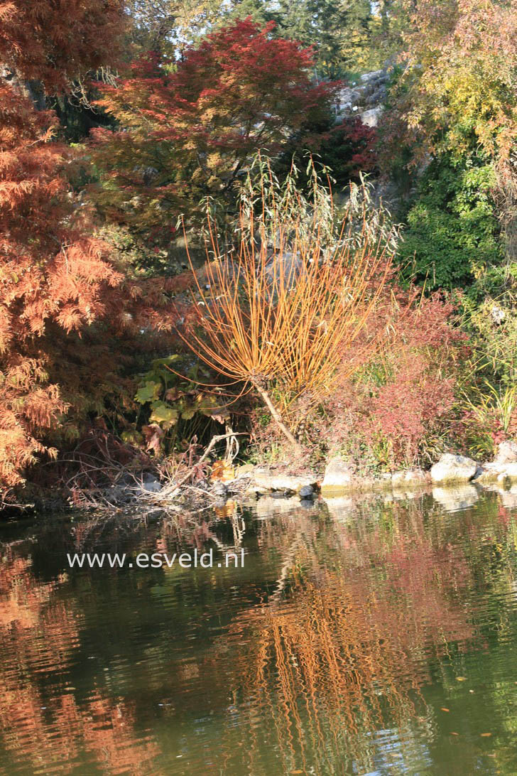 Salix alba 'Chermesina'