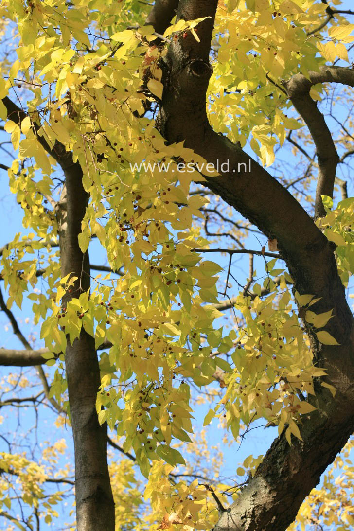 Celtis occidentalis