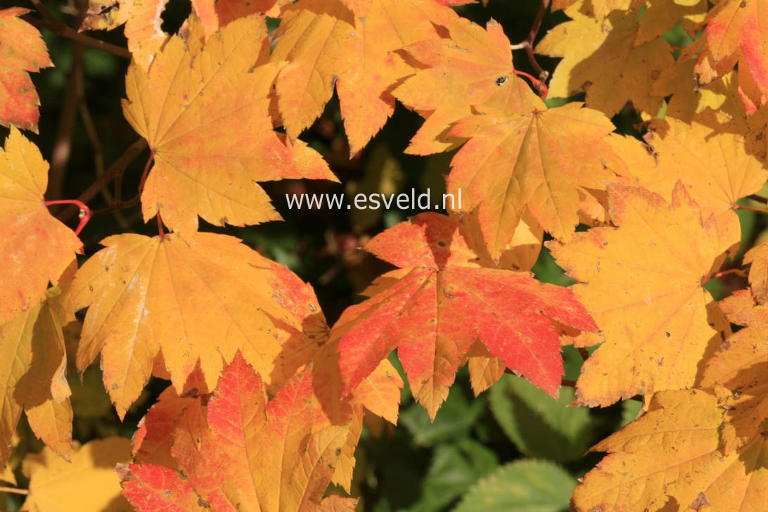 Acer circinatum