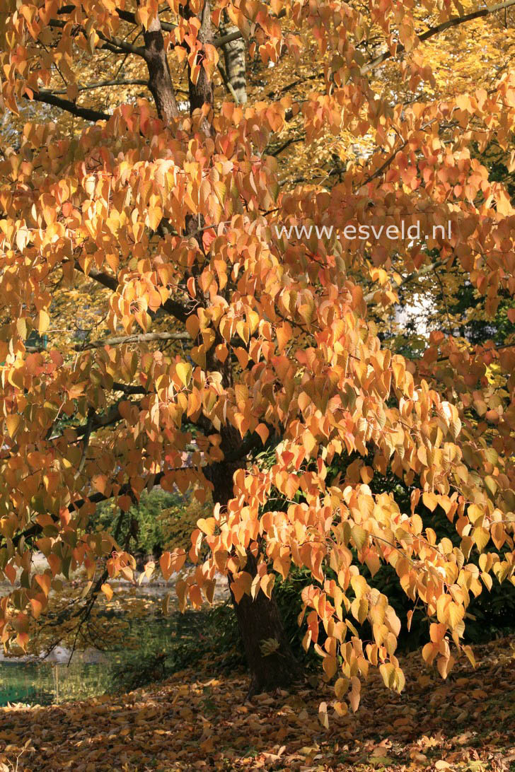 Davidia involucrata