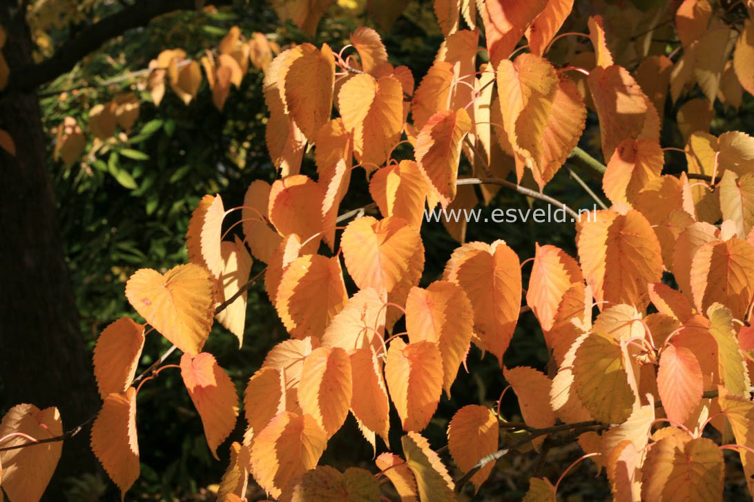 Davidia involucrata