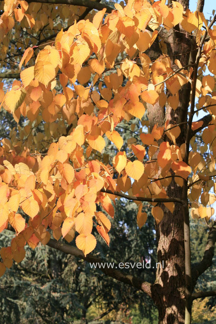 Davidia involucrata