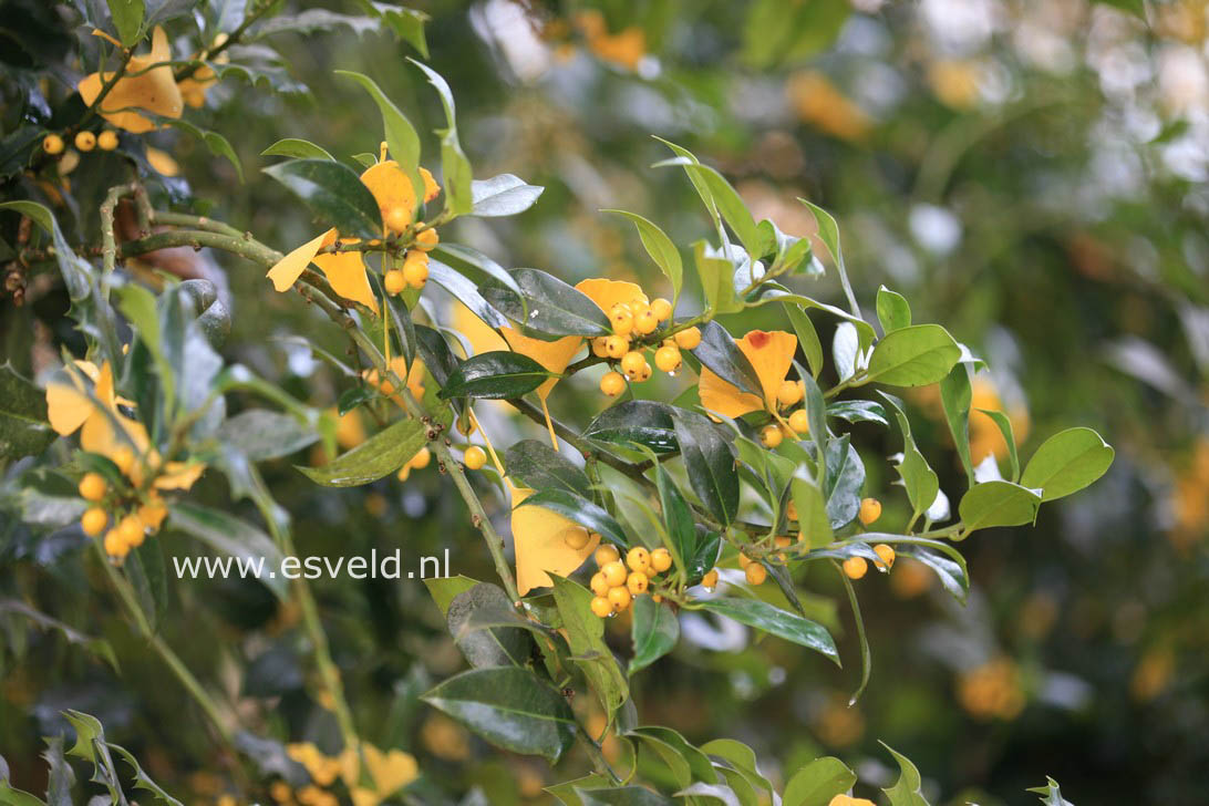 Ilex aquifolium 'Bacciflava'