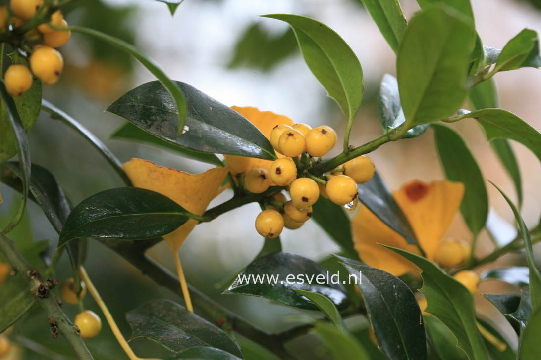 Ilex aquifolium 'Bacciflava'