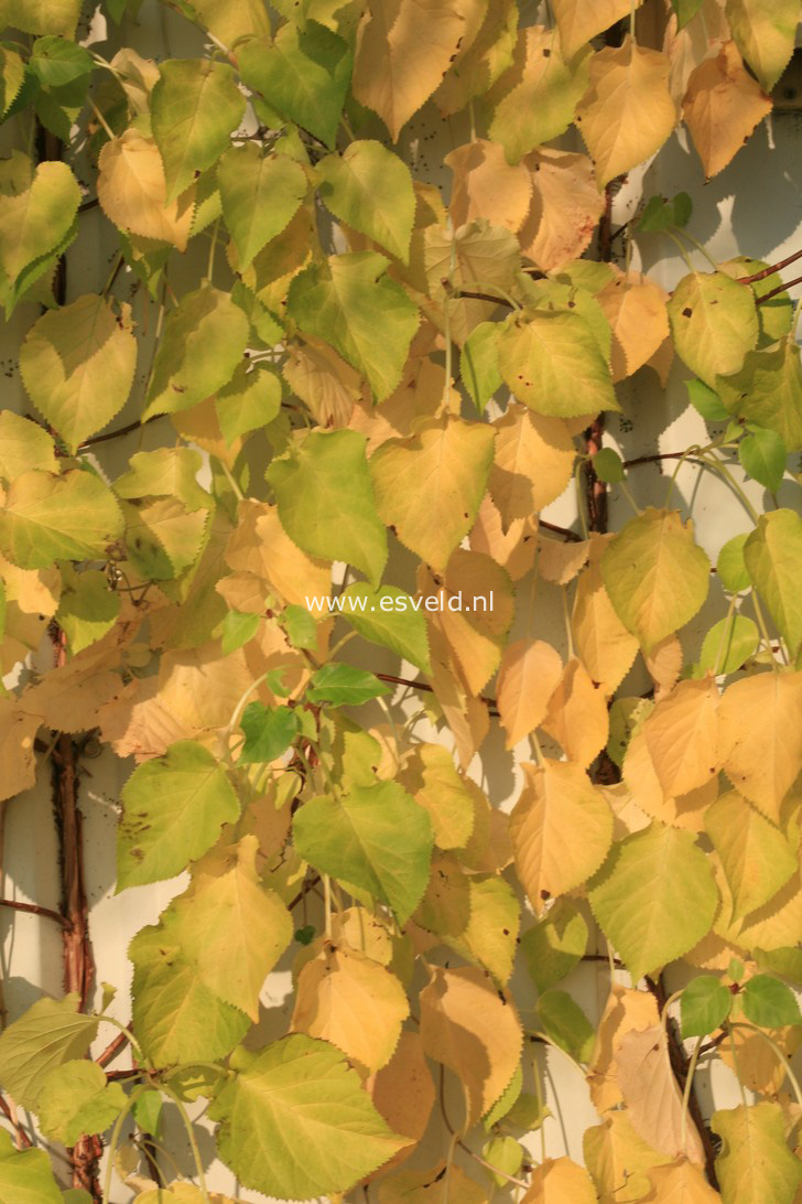 Hydrangea anomala quelpartii