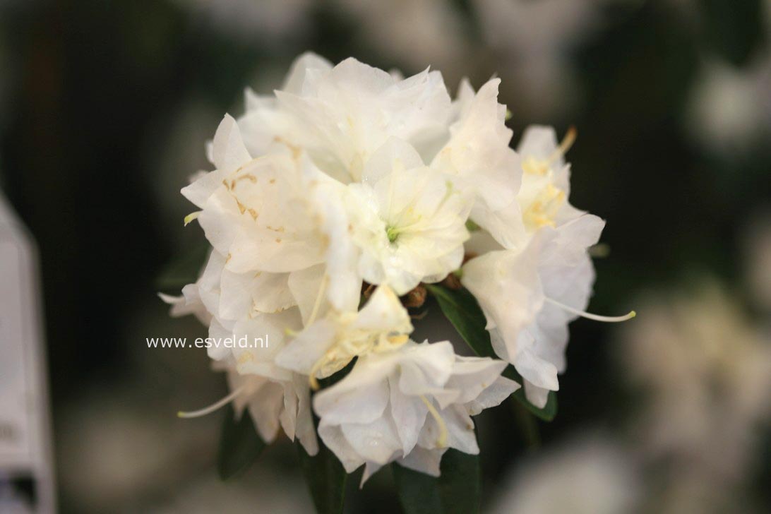 Rhododendron 'April Snow'