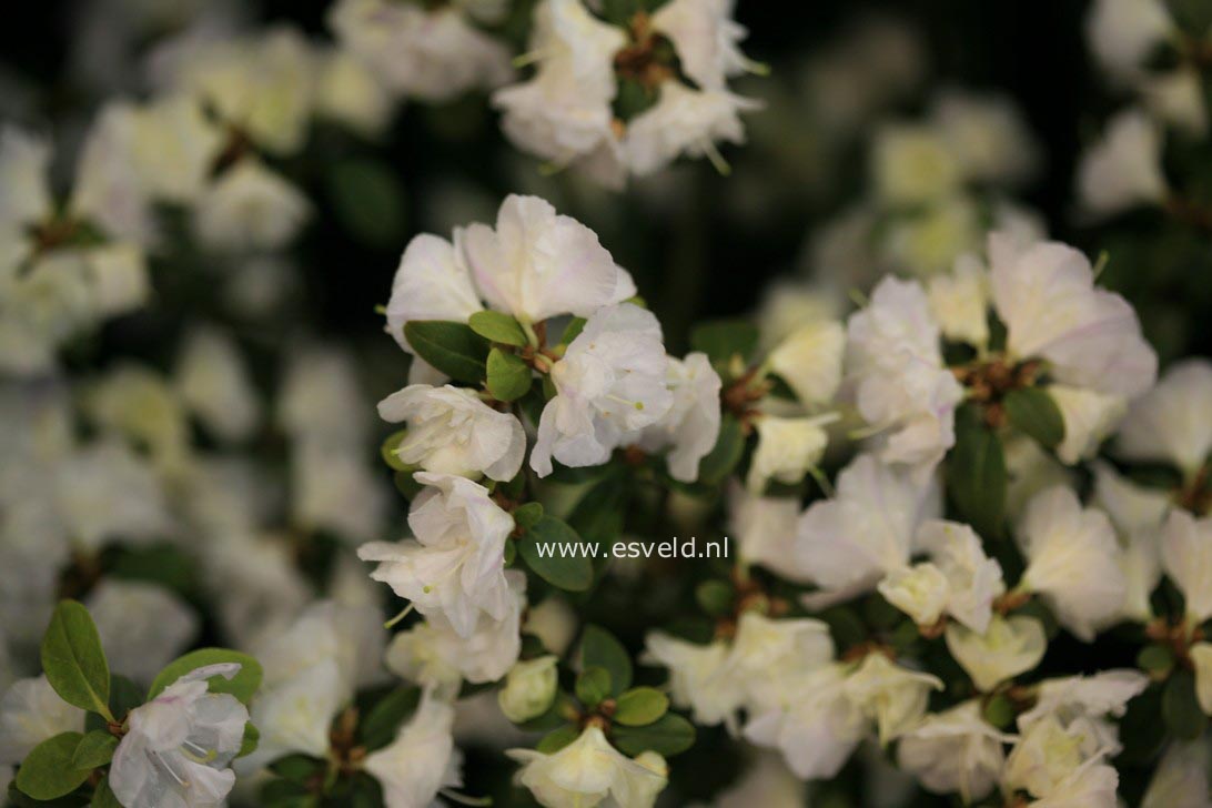 Rhododendron 'April Snow'