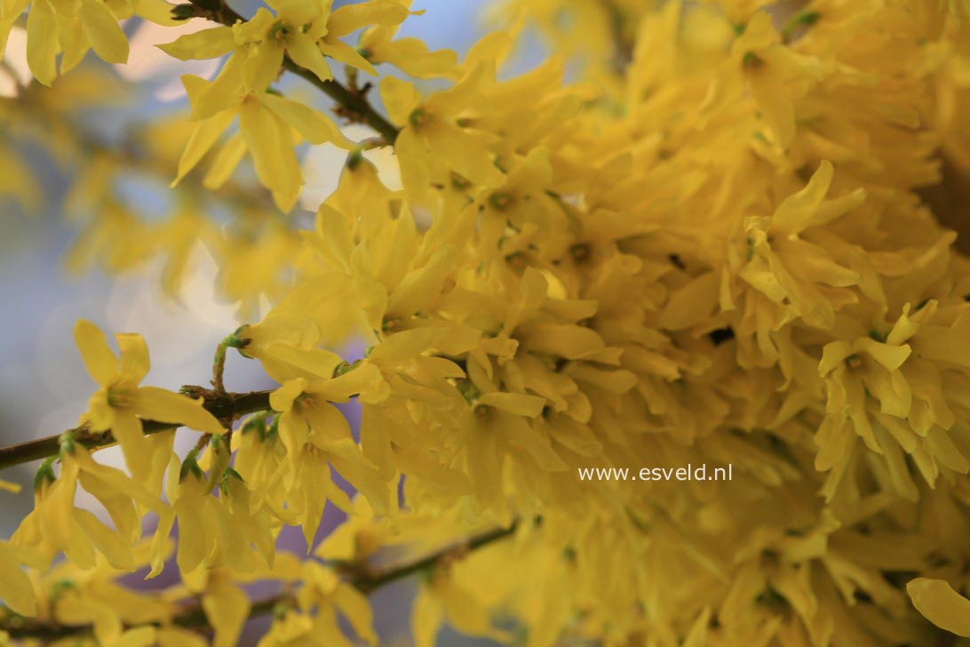 Forsythia 'Courtasol' (MAREE D'OR)