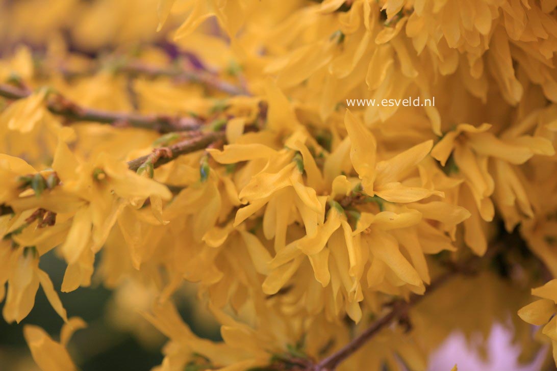 Forsythia 'Courtasol' (MAREE D'OR)