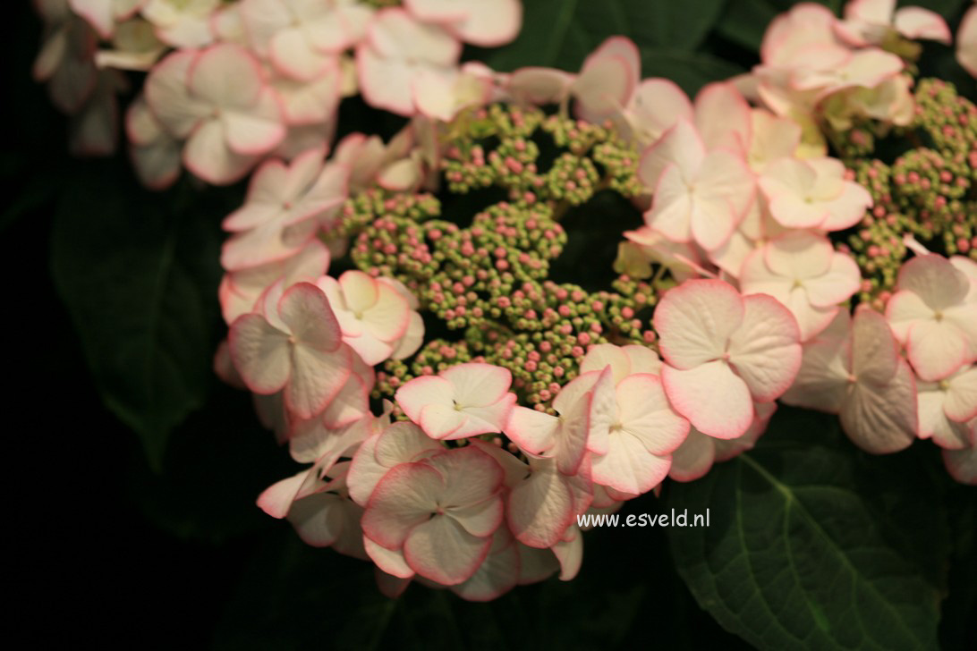 Hydrangea macrophylla 'HBACHAR' (CHARME)