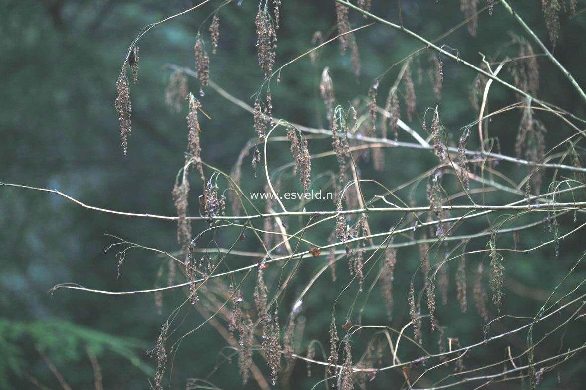 Holodiscus discolor