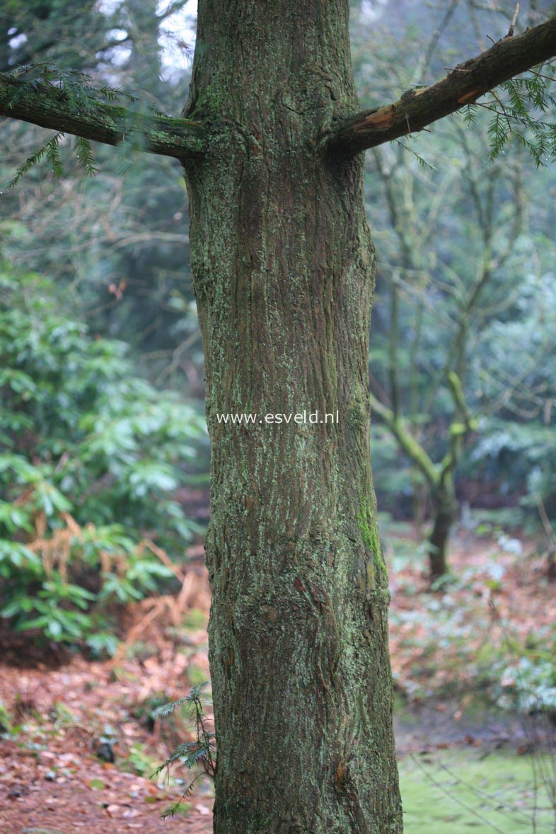 Torreya californica