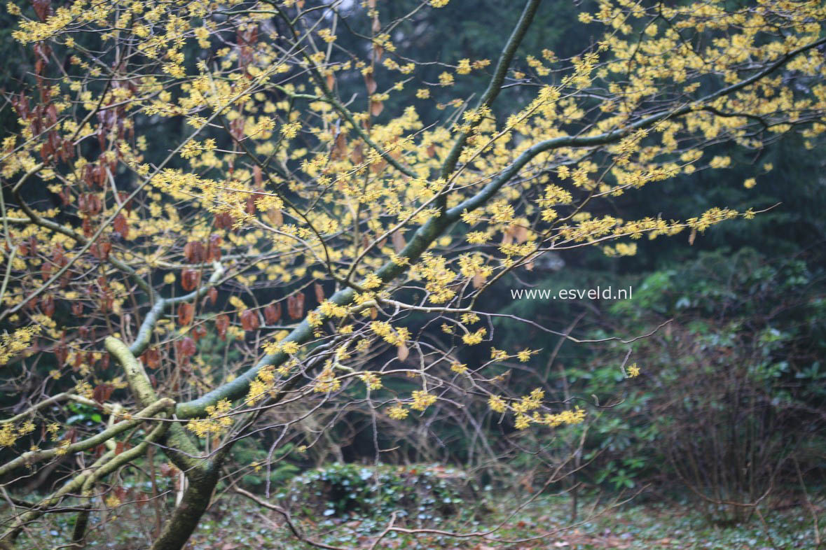 Hamamelis mollis 'Boskoop'