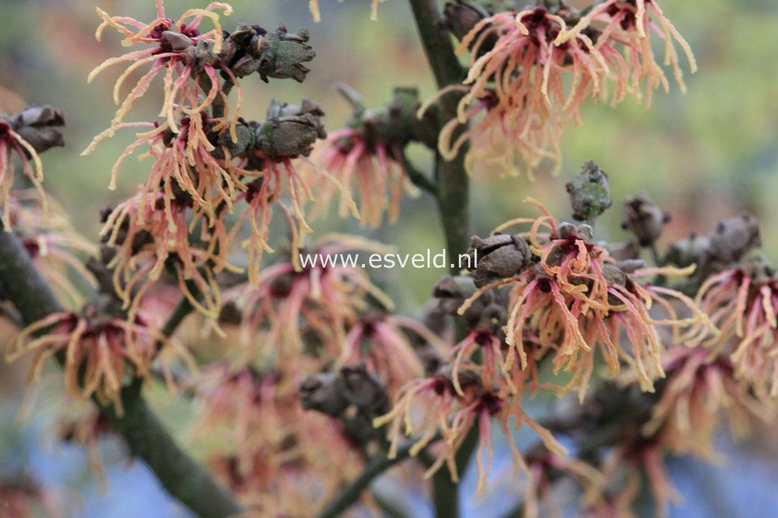 Hamamelis intermedia 'Spanish Spider'