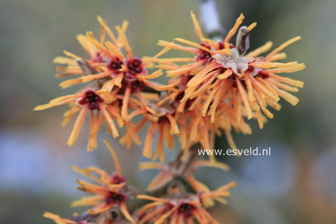 Hamamelis 'Rochester'