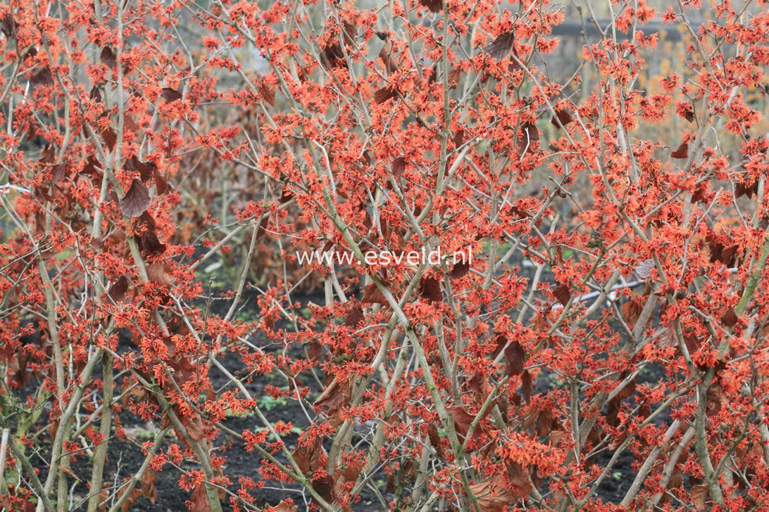 Hamamelis intermedia 'Arnhem'