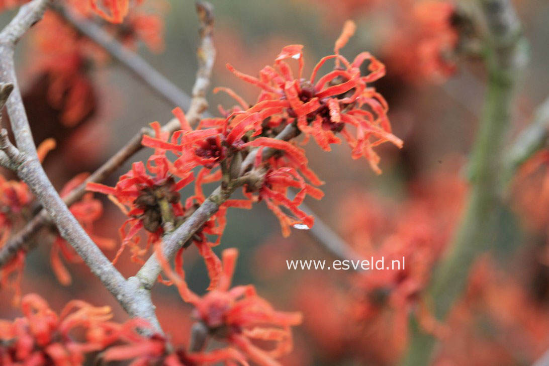 Hamamelis intermedia 'Arnhem'