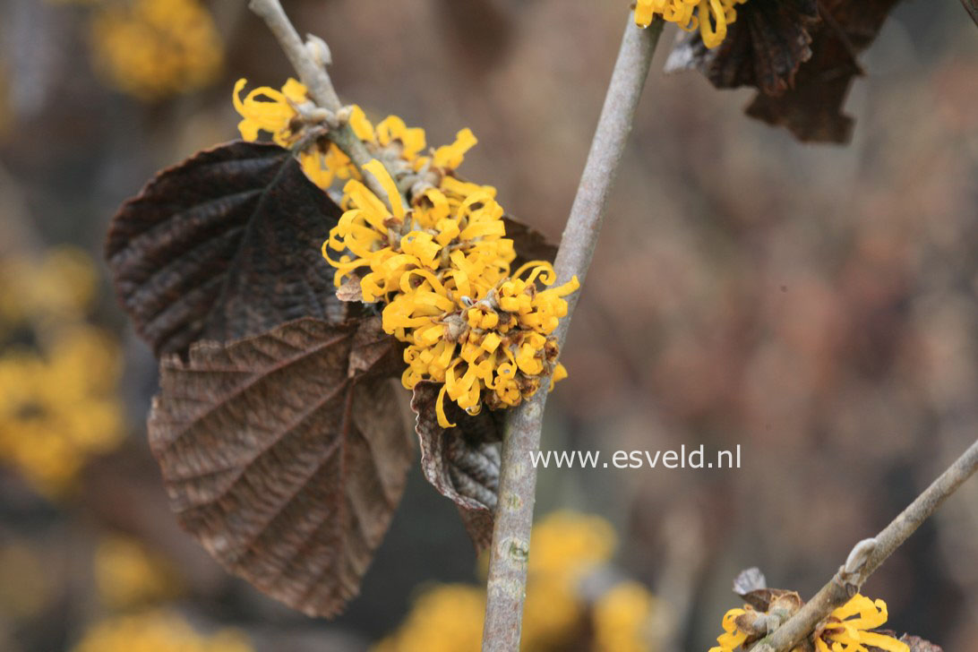 Hamamelis 'Doerak'