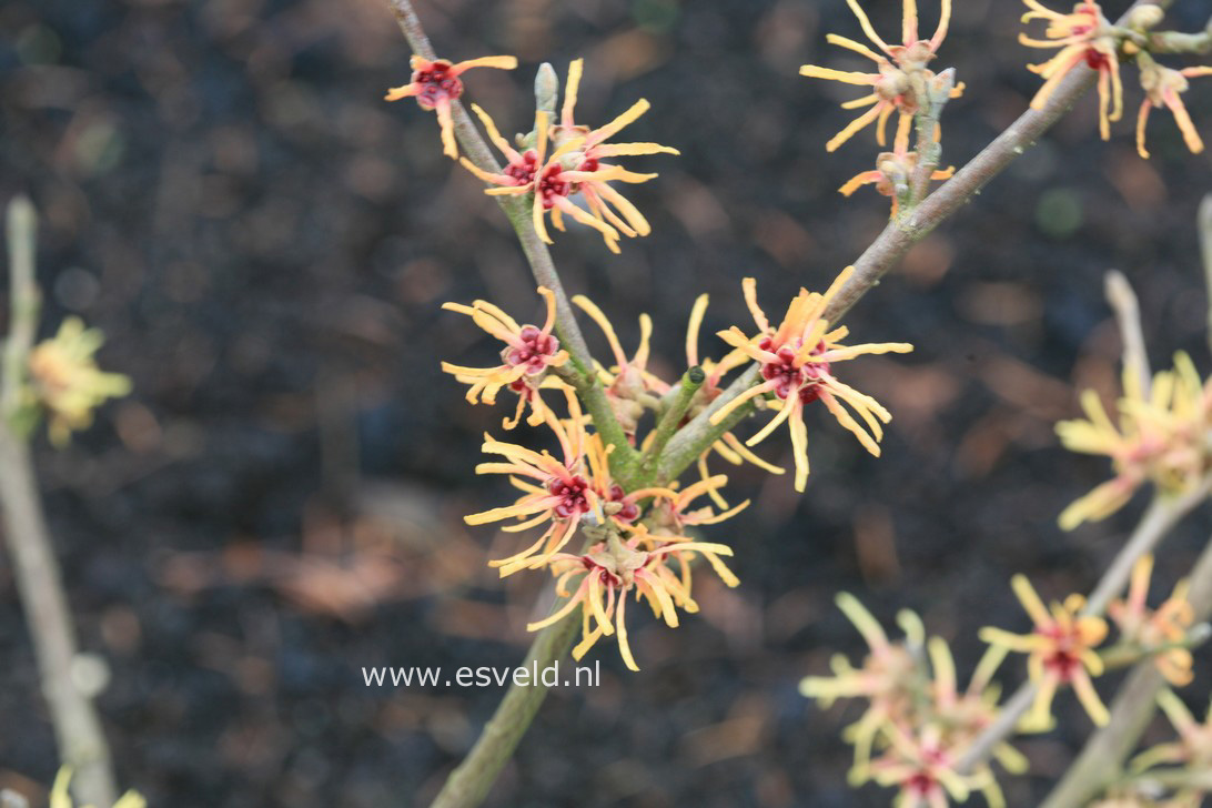 Hamamelis intermedia 'Cyrille'