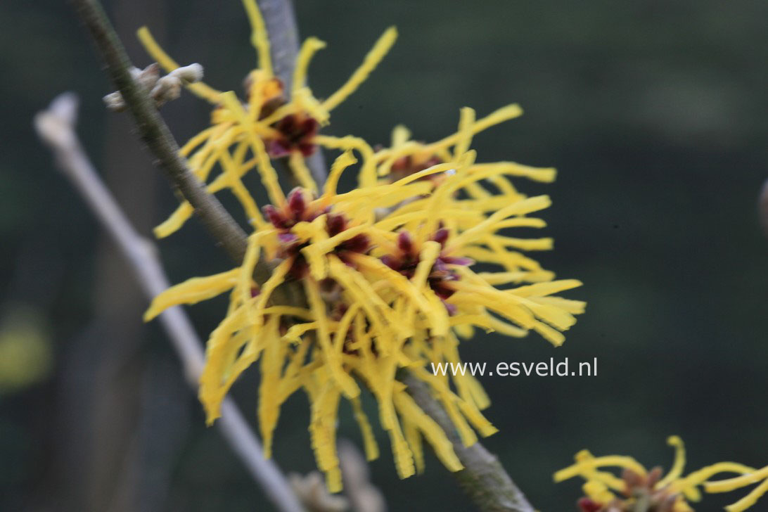 Hamamelis intermedia 'Amanda'