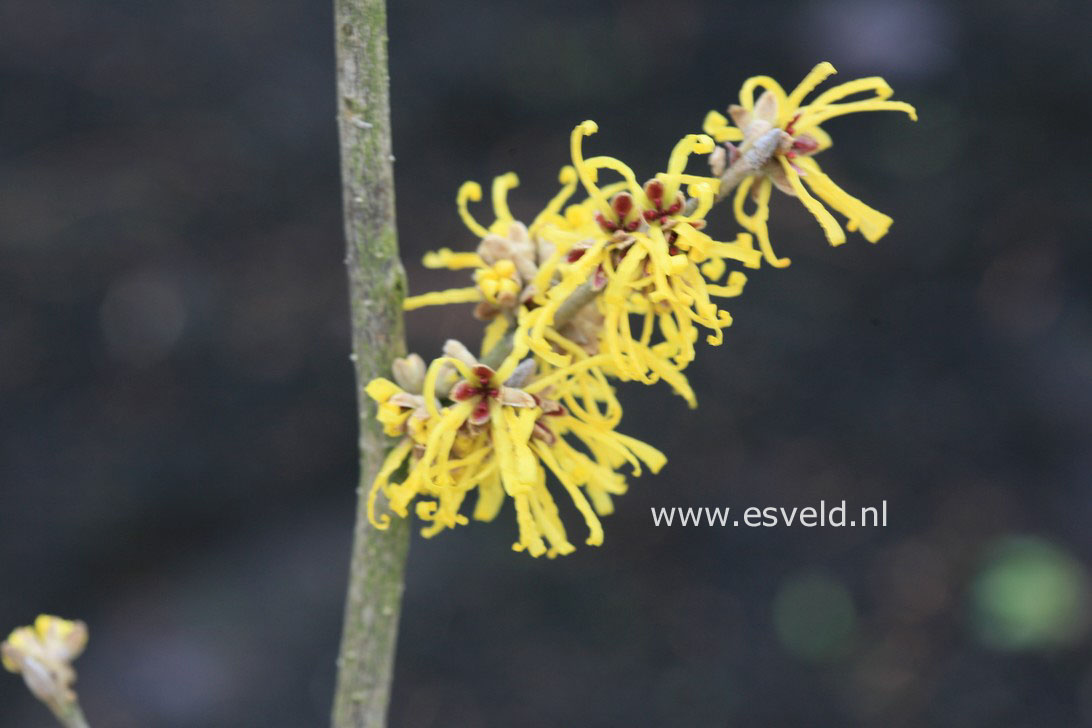 Hamamelis intermedia 'Amanda'