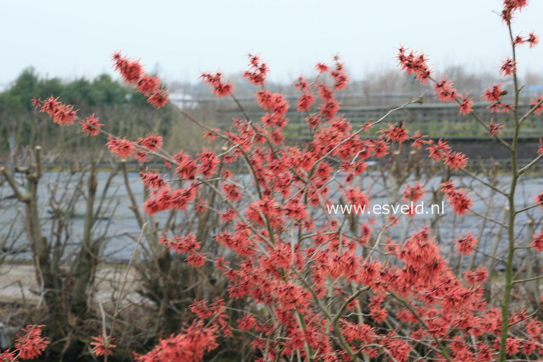 Hamamelis intermedia 'Livia'