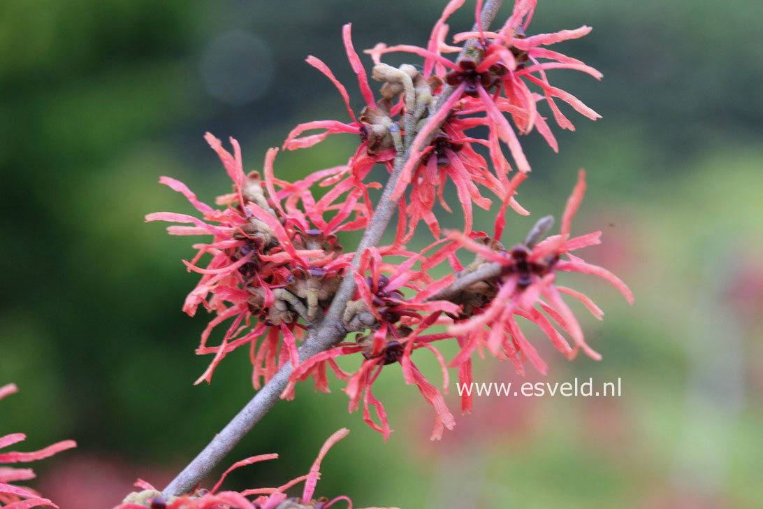 Hamamelis intermedia 'Livia'