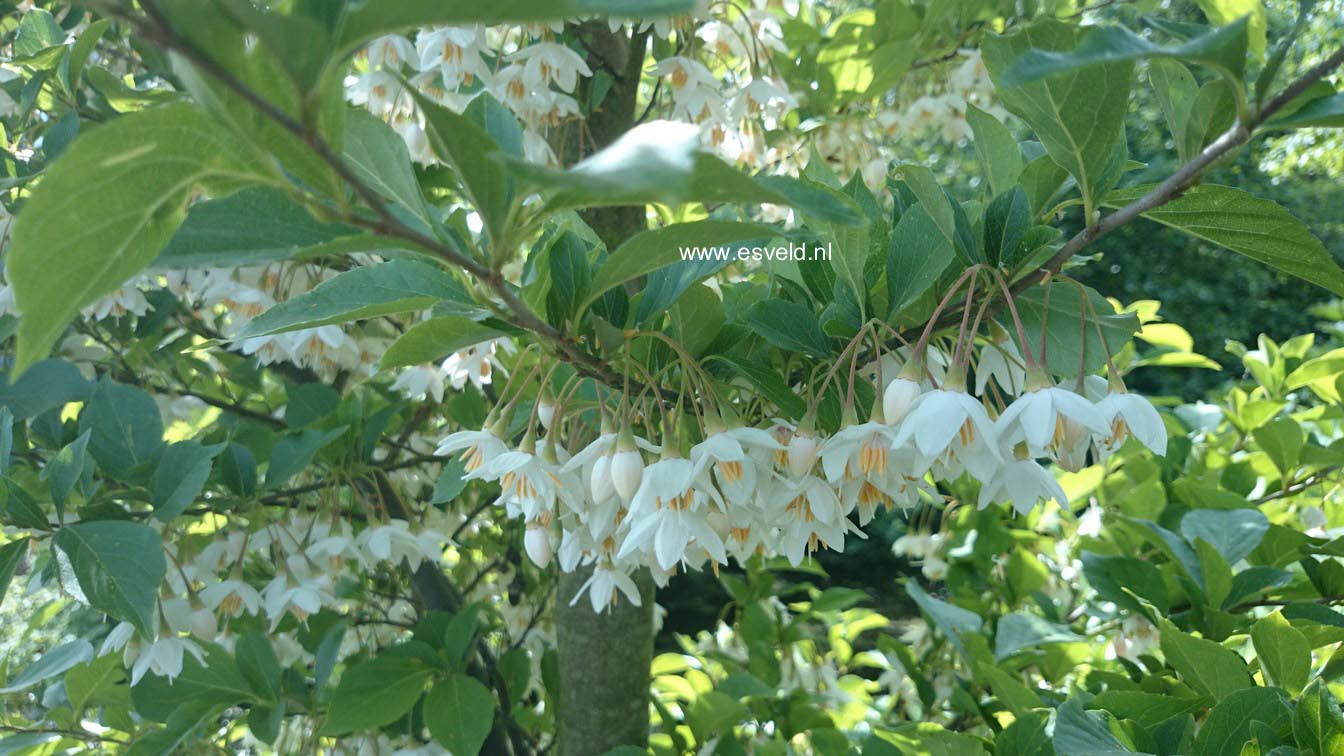 Abbildungen und Beschreibung von Styrax japonicus www