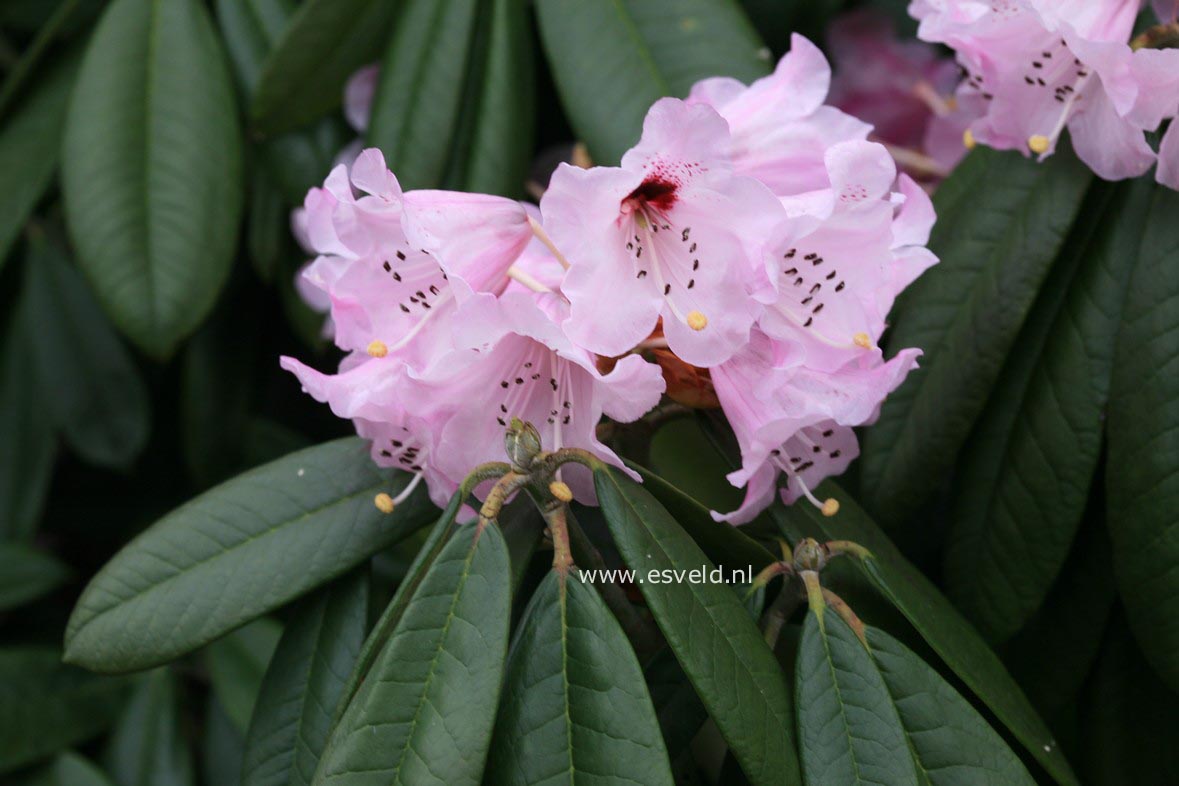 Rhododendron argyrophyllum 'Chinese Silver'