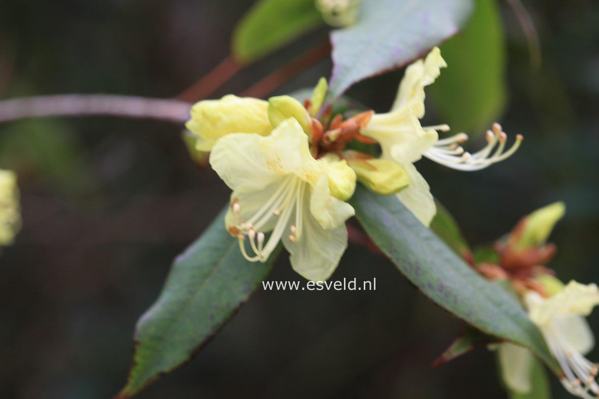 Rhododendron lutescens