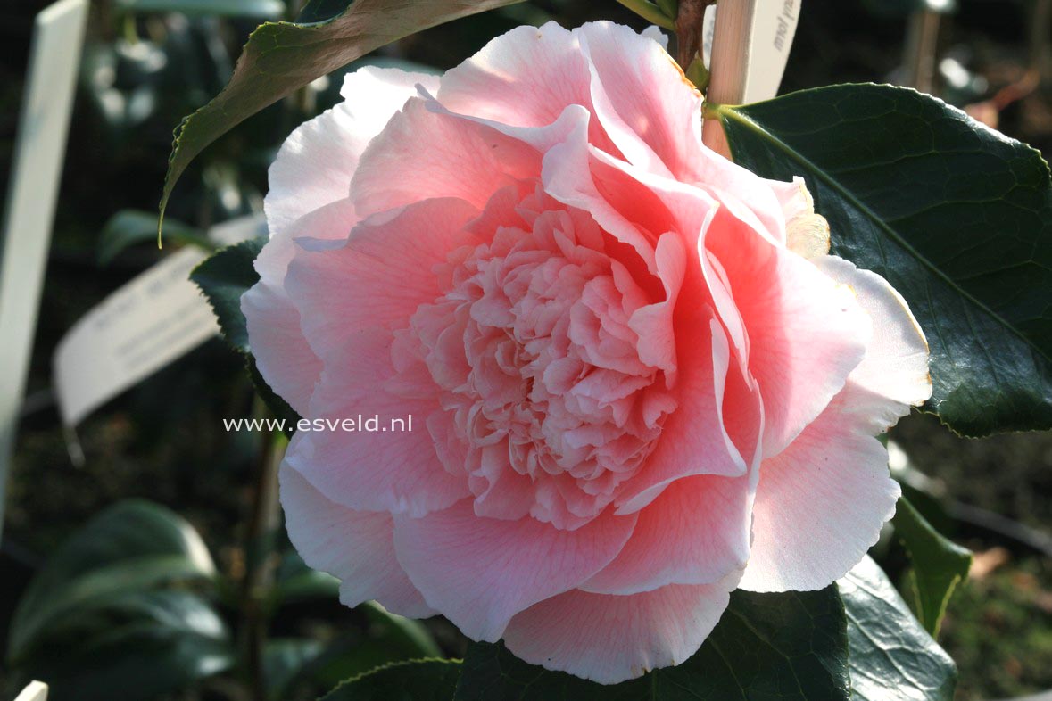 Camellia japonica 'Elegans Splendor'