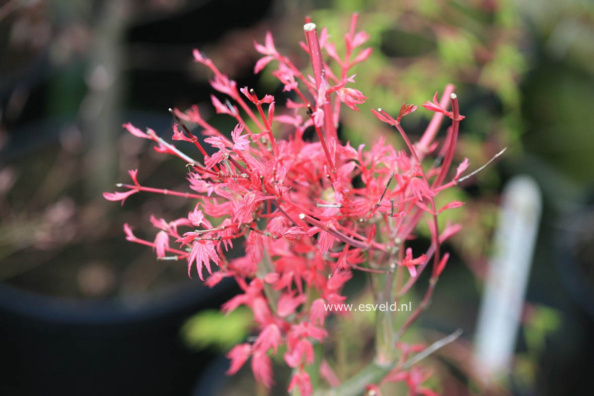 Acer palmatum 'Asahi zuru'