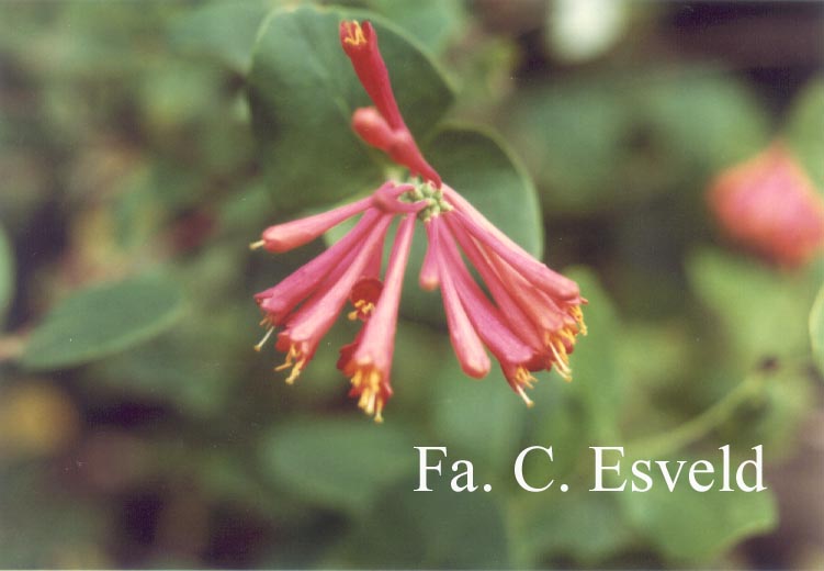 Lonicera brownii 'Dropmore Scarlet'