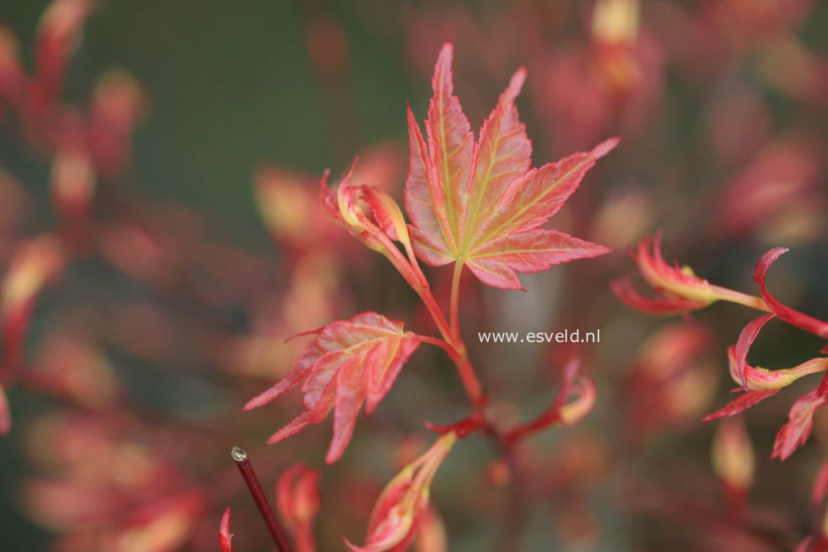 Acer palmatum 'Seigen Aureum'