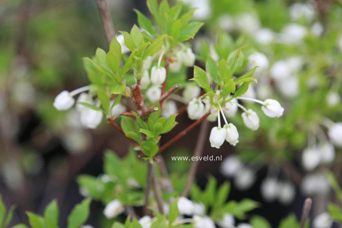 Enkianthus campanulatus