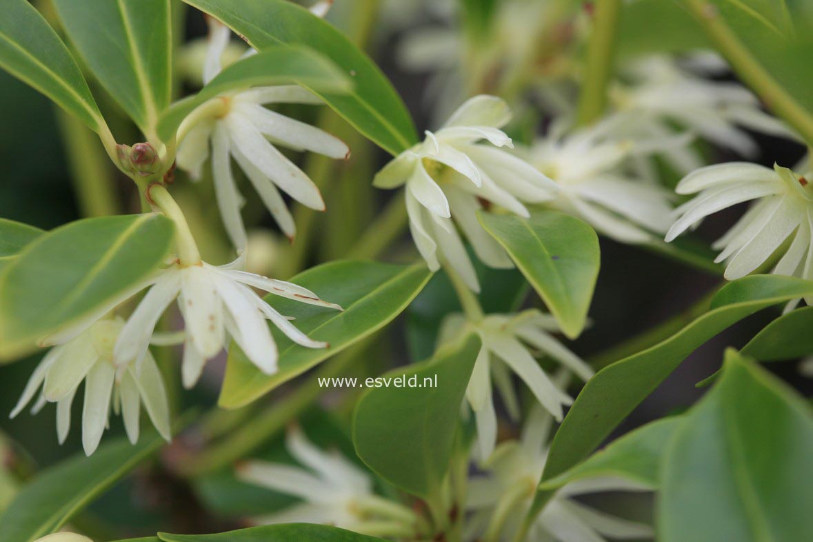 Illicium anisatum